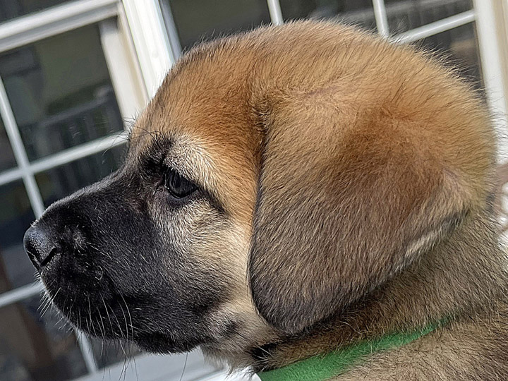 chinook puppy